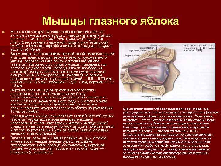 Анатомия мышц глазного яблока человека - информация: