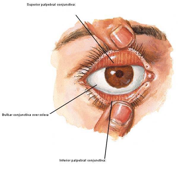 Где находится конъюнктивальный мешок глаза - лечение заболеваний