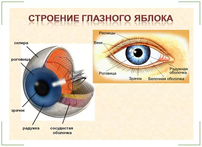 Строение глаза человека - схема анатомии с описанием функций, фото