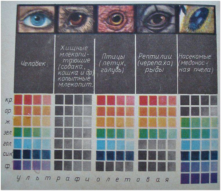 Почему глаза видят цвета по-разному