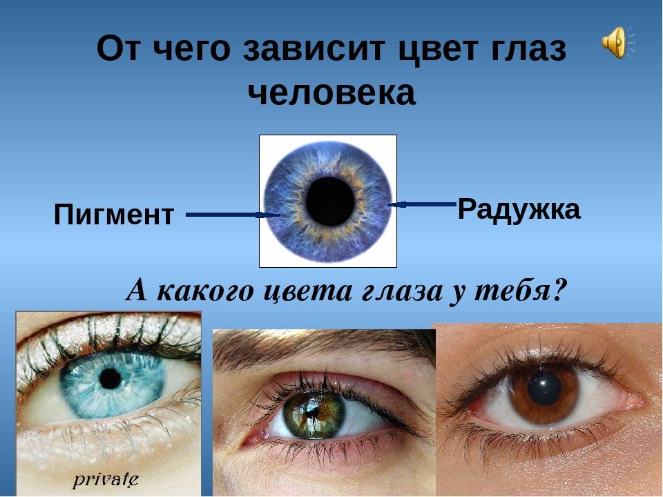 Какие бывают разновидности цвета глаз у людей и от чего он зависит
