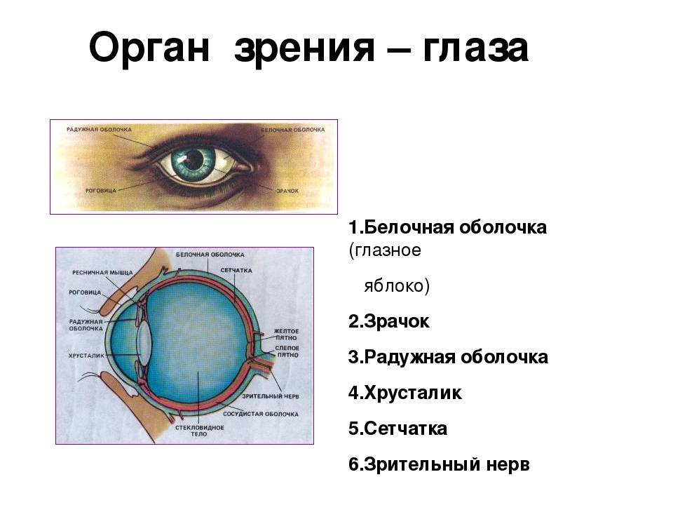 Характерные особенности человека от формы глаз