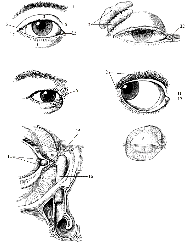 Строение век глаза: глазное яблоко, внешняя анатомия, конъюнктива и сосуды