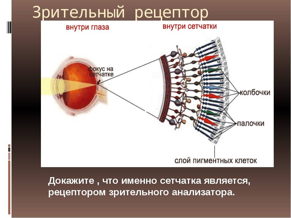 Оболочки глаза: строение, название, функции. строение глаза человека - sammedic.ru