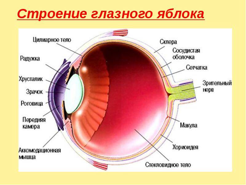 Склеры глаз - что это, анатомическое строение, функции