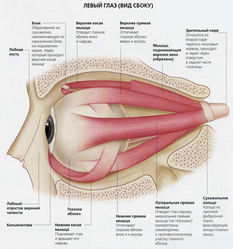 Мышцы глазного яблока - строение, функции