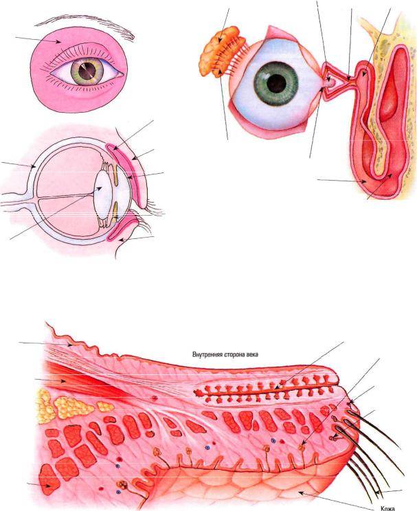 Инстилляция глазных капель. конъюнктивальный мешок – строение и функции