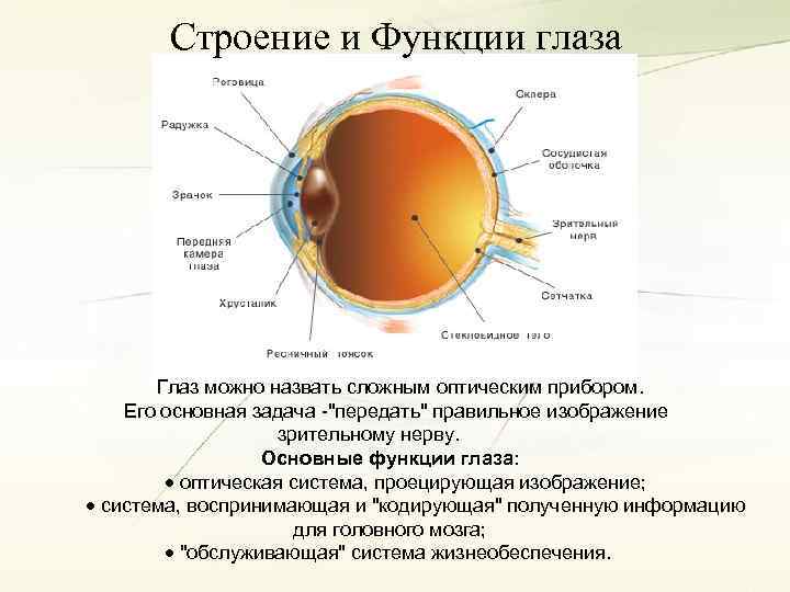 Глазница: строение, функции, симптомы заболеваний - "здоровое око"