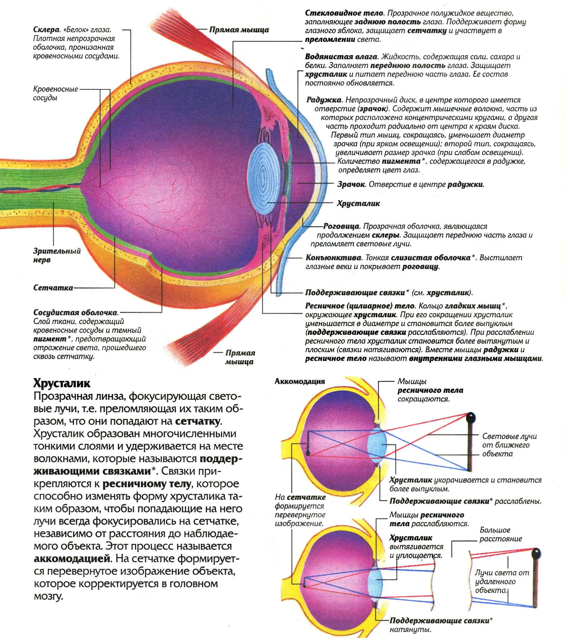 Строение век глаза: глазное яблоко, внешняя анатомия, конъюнктива и сосуды