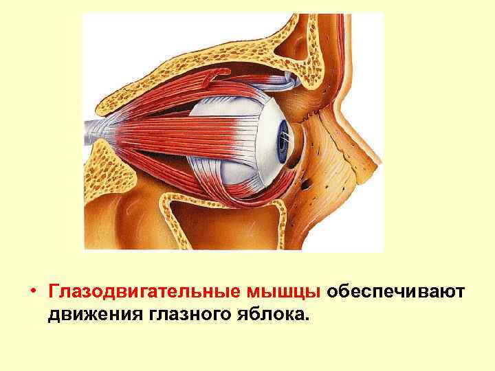 Анатомия мышц глазного яблока человека - информация: