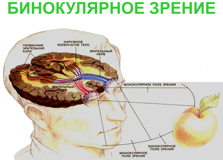 Оптические механизмы зрения и их нарушения