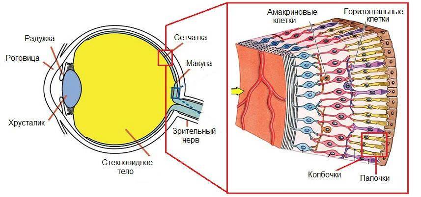Признаки отслоения сетчатки глаза: симптомы, лечение хирургическим методом — глаза эксперт