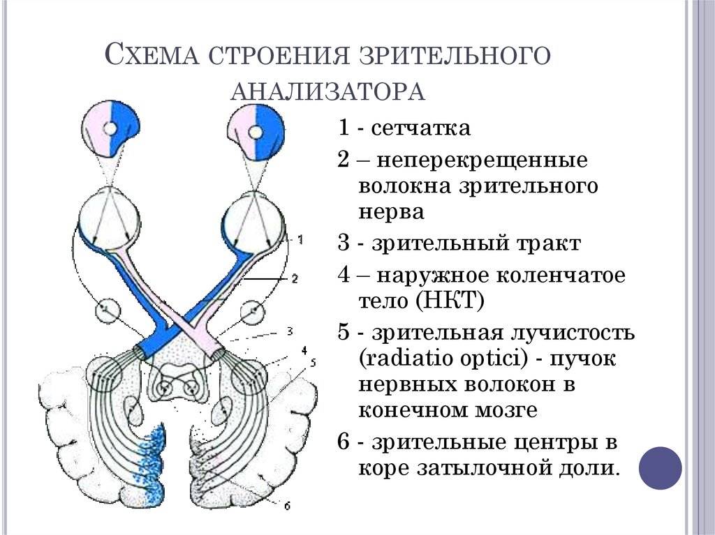 Зрительный нерв: анатомия, заболевания и их лечение oculistic.ru
зрительный нерв: анатомия, заболевания и их лечение