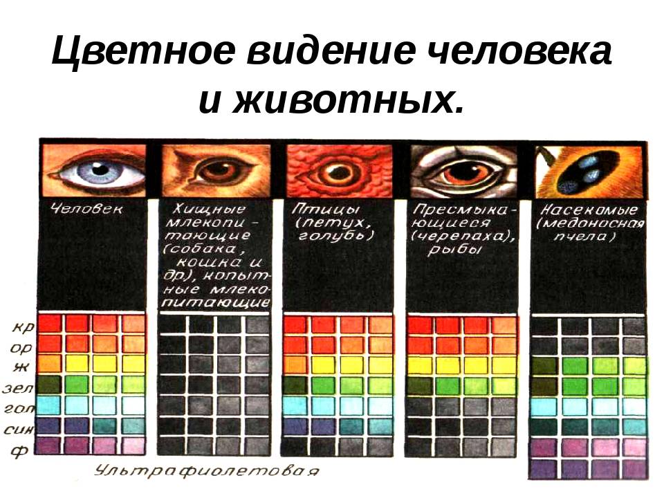 Цвет глаз человека: значение и изменение цвета глаз, глаза разных цветов - krasgmu.net