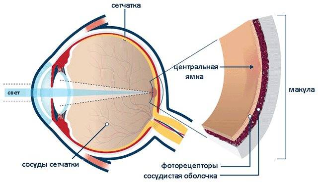 Макула глаза - что это, строение, функции, симптомы патологий
