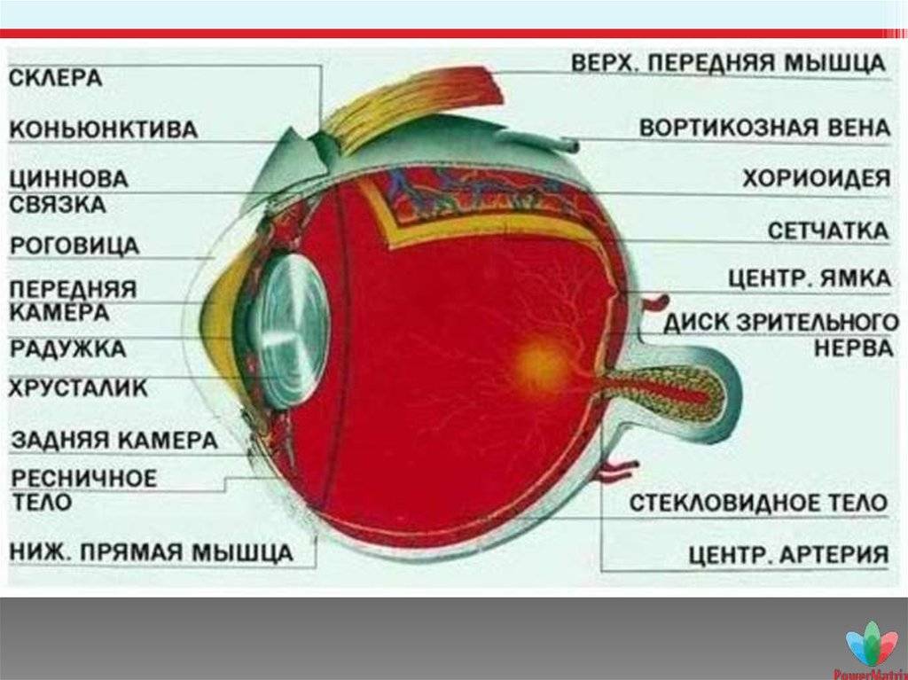 Глазное яблоко человека: особенности строения и функции | анатомия
из чего состоит глазное яблоко? | анатомия