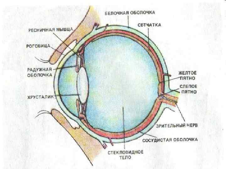 Сетчатка глаза: строение и функции - "здоровое око"