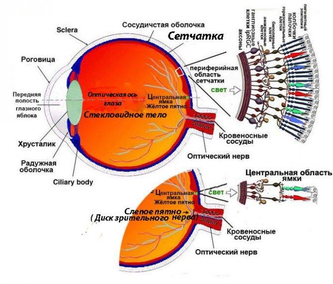 Стекловидное тело глаза: строение, функции, симптомы и лечение