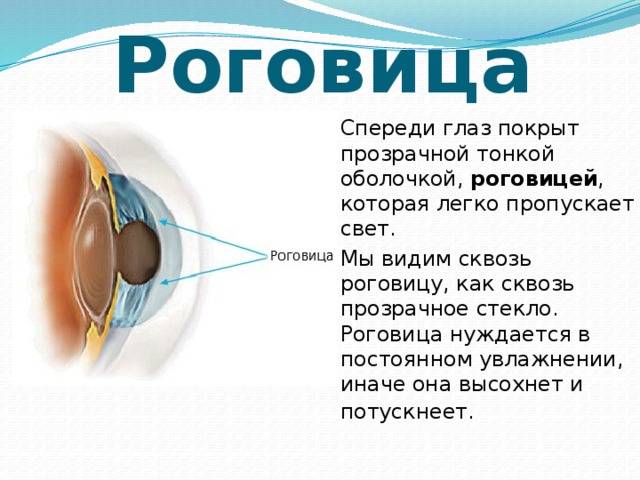 Роговица глаза - строение, функция, заболевания