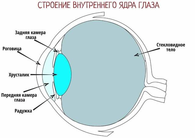 Радужная оболочка глаза функции