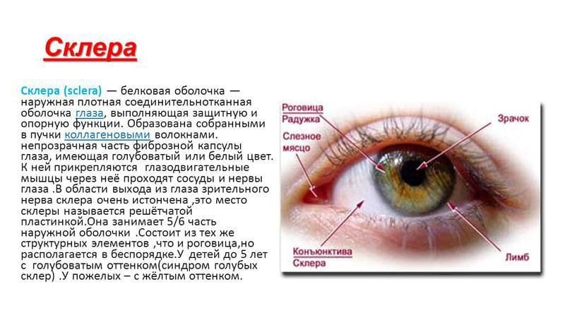 Сосудистая оболочка глаза: строение, функции, симптомы и лечение