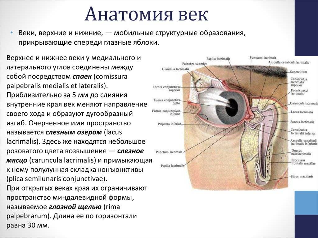 Строение глаза человека: из чего состоит, анатомические оболочки, схема, таблица
