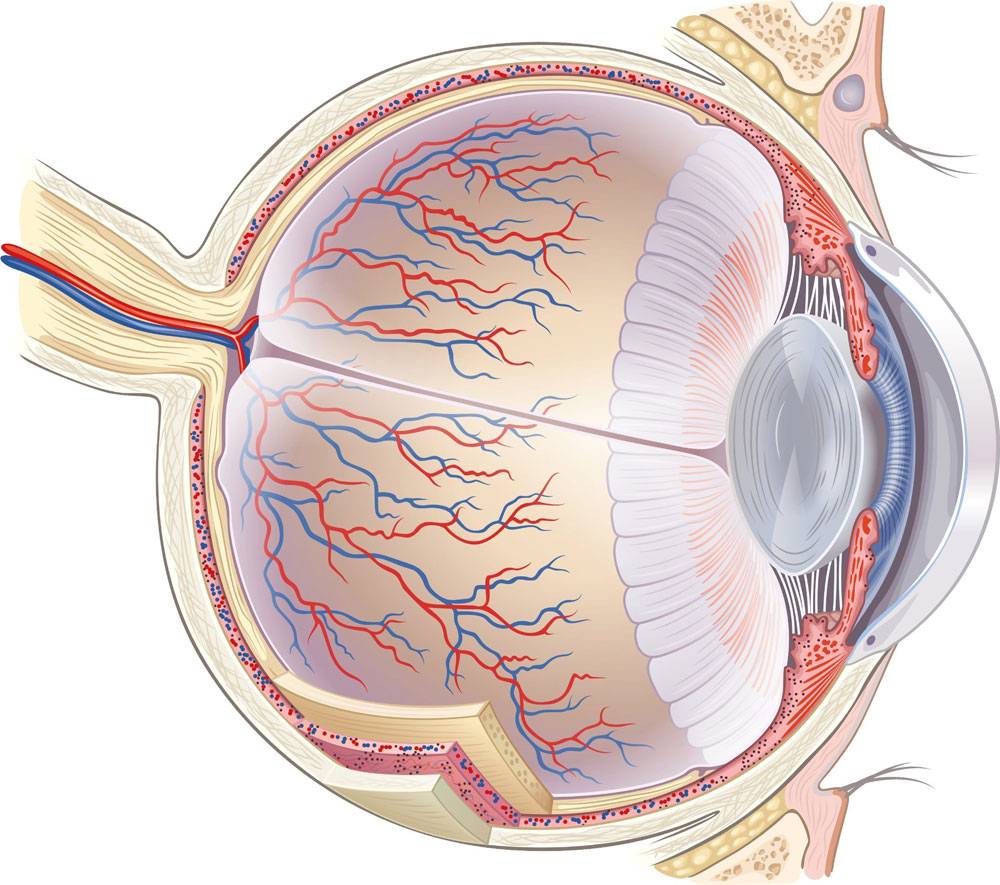Глазное яблоко: анатомическое строение, функции и возможные патологии