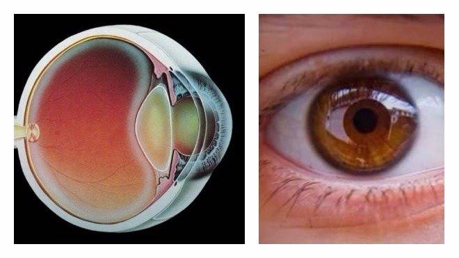 Нарушение сумеречного зрения – симптомы и лечение. что отвечает за зрение в сумерках