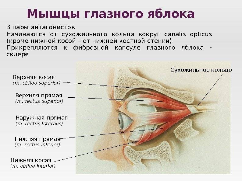 Строение глаза человека | анатомия глаза (картинки и схемы)