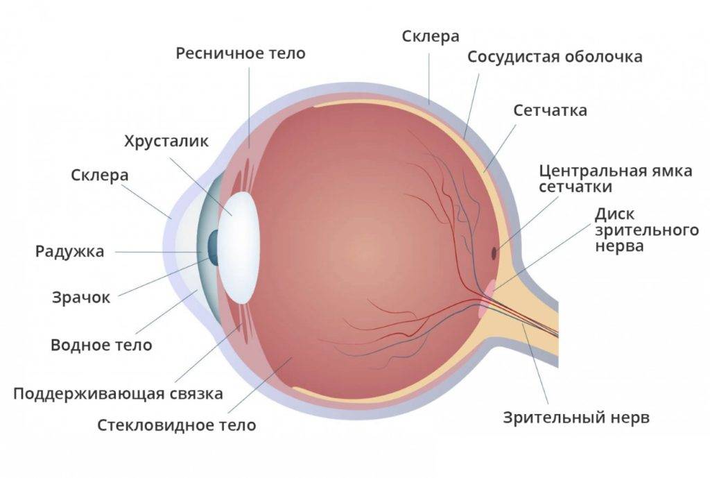 Склера глаза