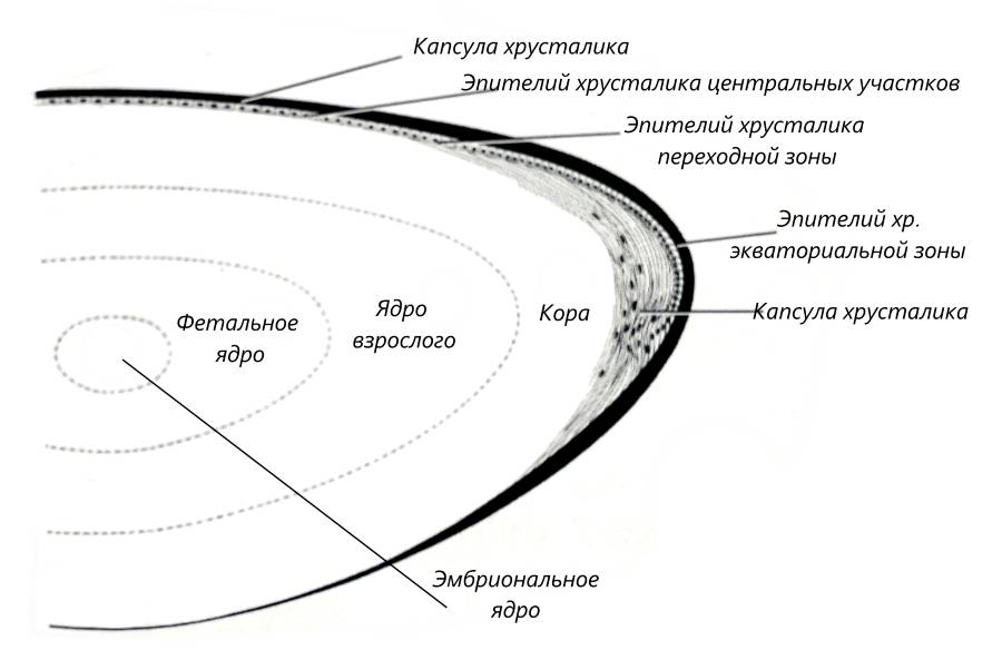 Причина дальнозоркости изображение формируется