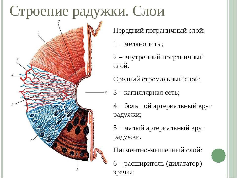Анатомия радужки глаза человека - информация: