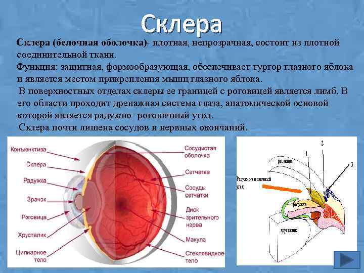Склера глаза: строение и функции - "здоровое око"