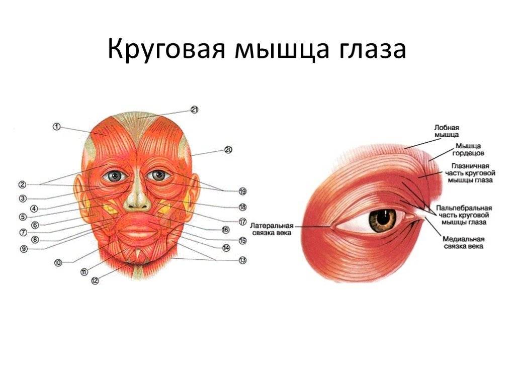 Круговая мышца глаза - анатомическое строение, функции