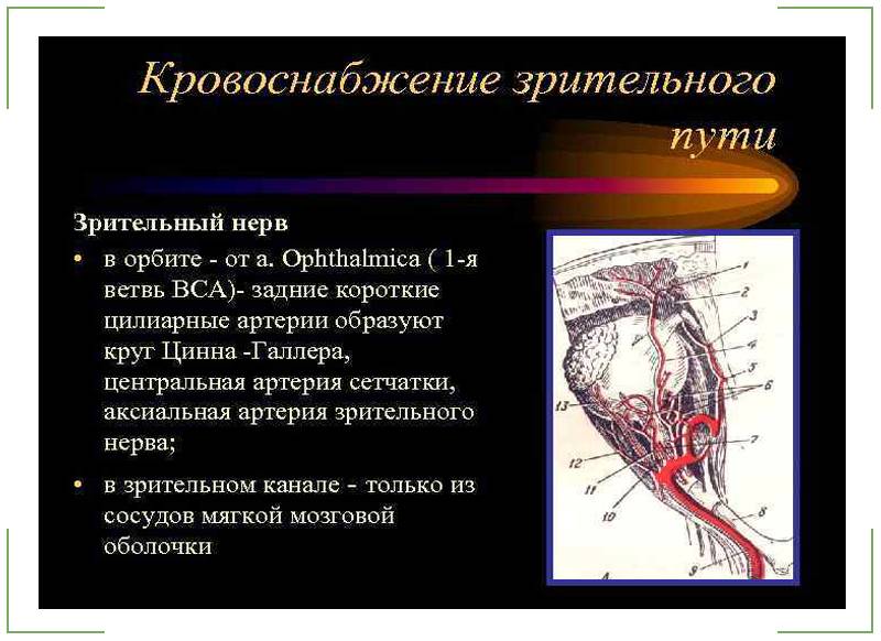 Глазодвигательный нерв: анатомия, потенциальные проблемы и симптомы поражения его нервных волокон