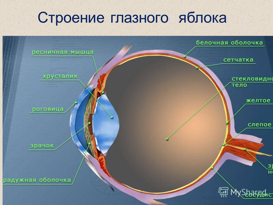 Что означают формы и типы глаз