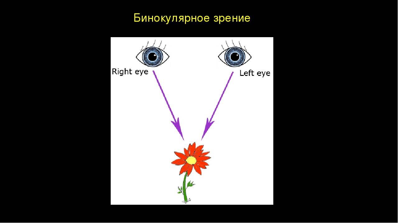 Бинокулярное зрение: особенности восприятия мира, диагностика