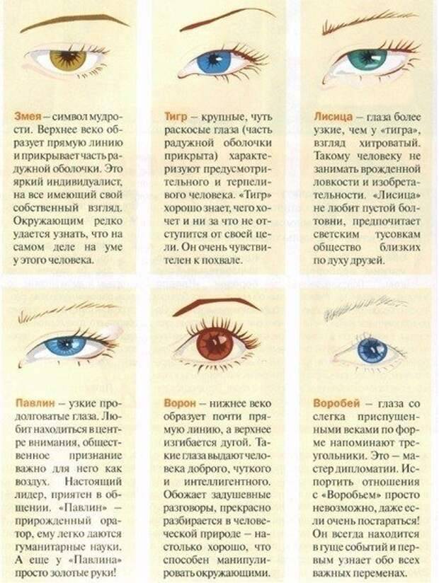 Строение глаза - особенности, из чего состоит зрительная система