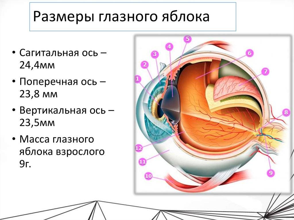 Орган зрения: строение глаза человека, функциональная анатомия, защита и патологии, заболевания