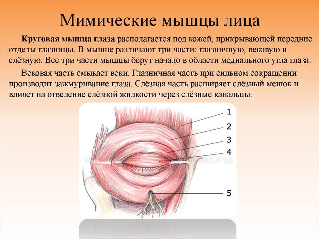 Общая анатомия мышц. мышца как орган. классификация мышц.