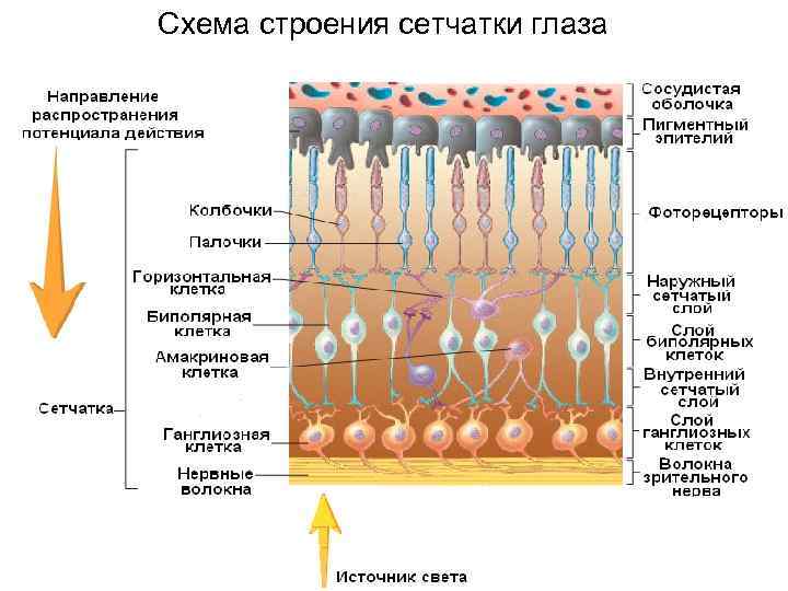 Стекловидное тело глаза: функции, определение, строение, виды, возможные заболевания и методы лечения - sammedic.ru