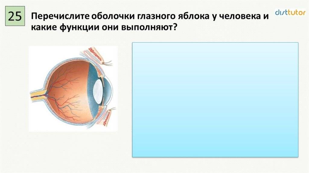 Размер глазного яблока человека - от чего он зависит
