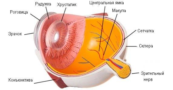 Современное лечение макулодистрофии сетчатки глаза