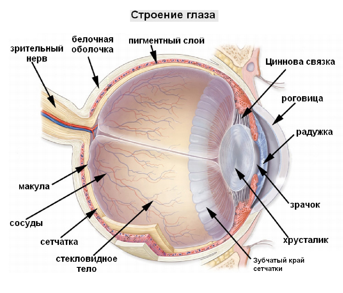 Глаза разных цветов и разного размера: почему, как называется, что значит | компетентно о здоровье на ilive