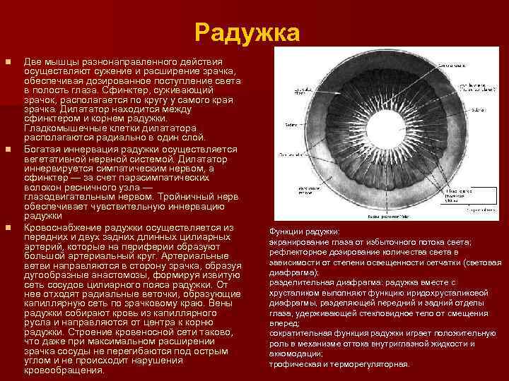 Суженные зрачки: причины, как сузить зрачки (капли для глаз и другие препараты)