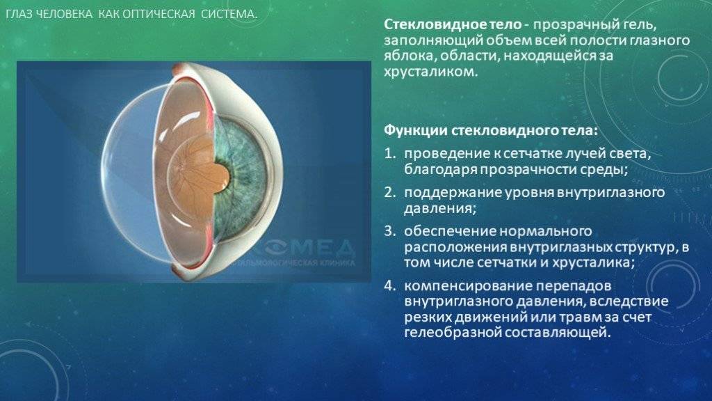 Цилиарное тело глаза: функции, анатомия и характеристика возможных патологий