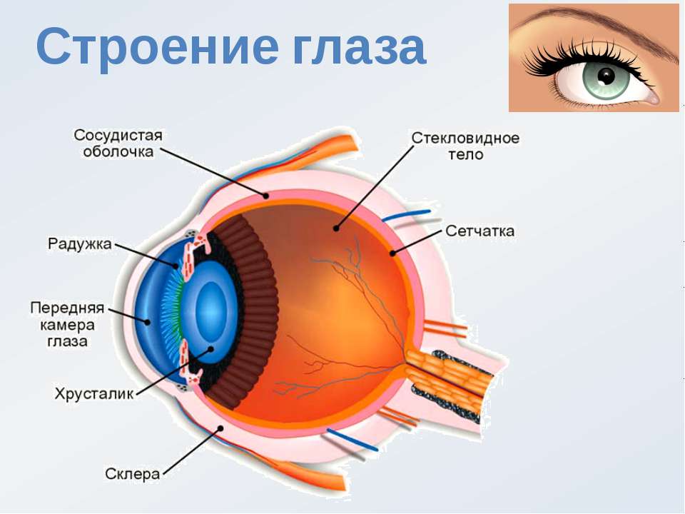 Описание глаза человека, его устройство, особенности строения сетчатки и глазного яблока