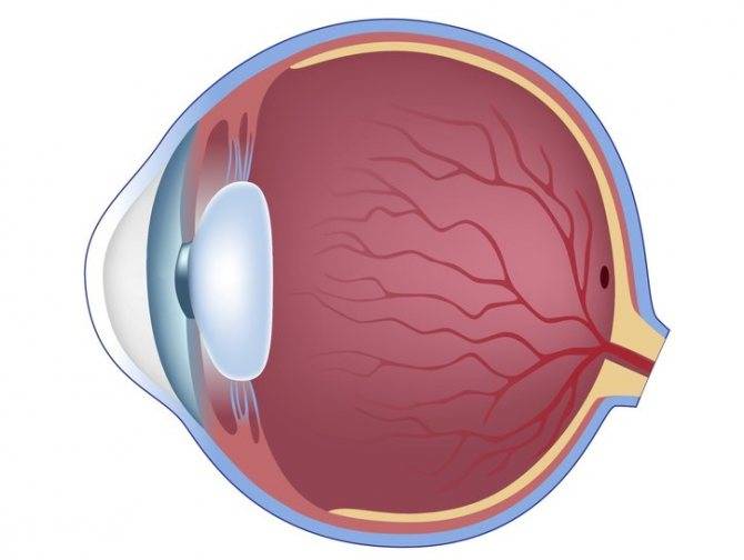 Отслойка стекловидного тела глаза: причины, лечение, симптомы, осложнения и профилактика