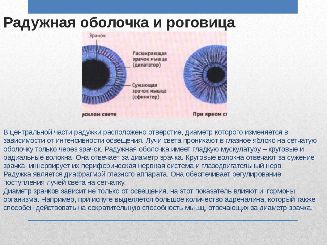 Строение глаза человека. глазное яблоко и вспомогательный аппарат зрения