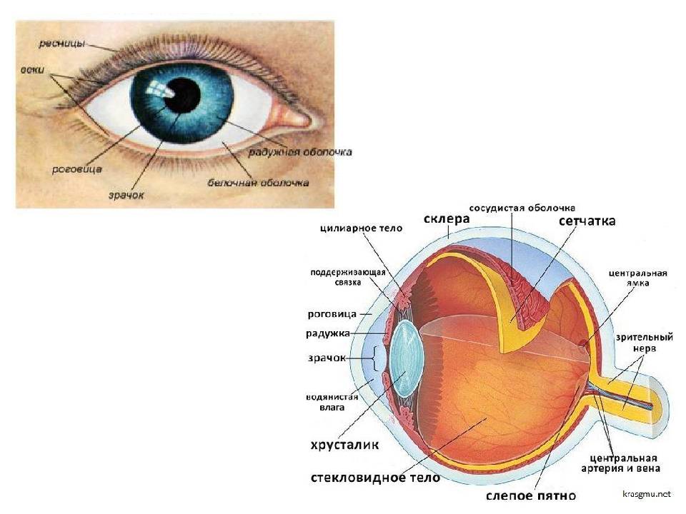 Глаз – строение человеческого органа внешнее и внутреннее, функции